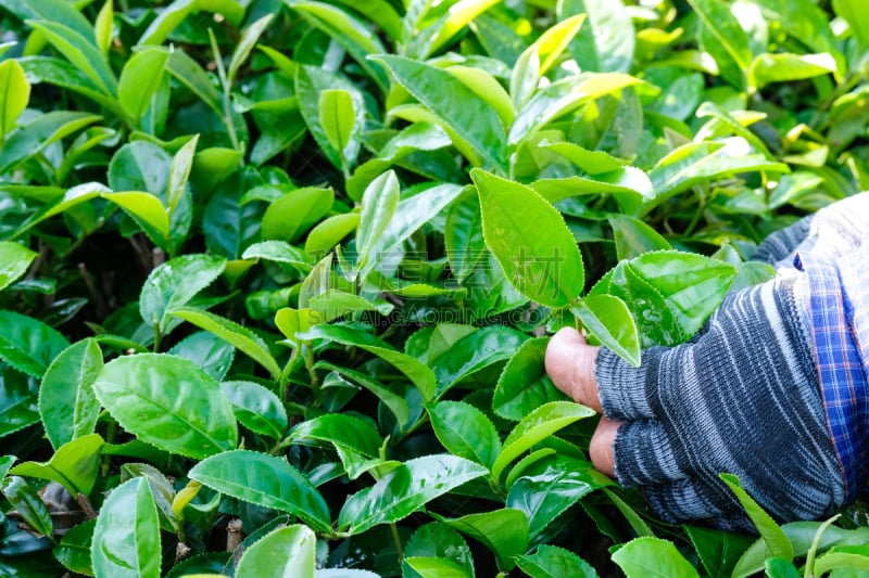 花蕾,清新,农业,自然,手,农民,茶树,绿茶,背景,采摘