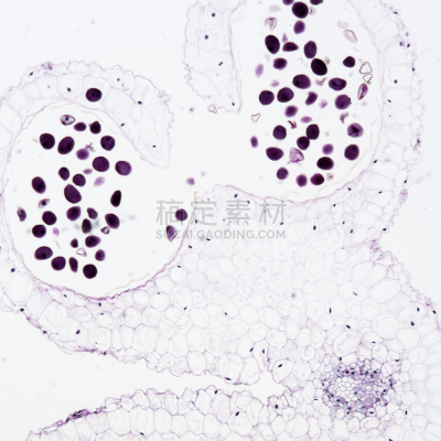 雄蕊,显微镜,细胞核,显微图片,纸巾,微生物学,无人,科学,百合花,植物细胞