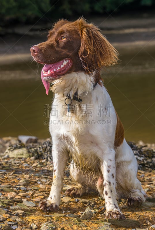 褐色,白色,狗,斯普林斯班尼犬,垂直画幅,机敏,动物嘴,寻回犬,威尔士,动物身体部位