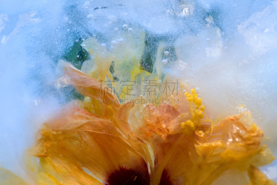 木槿属,冻结的,水平画幅,雪,无人,纯净,特写,花束,白色,植物