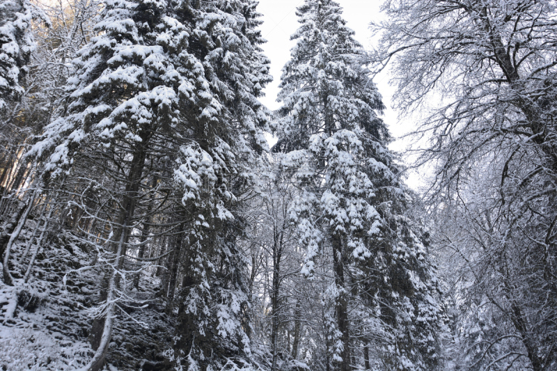 雪,冬天,宏伟,森林,美国西部,犹他,松科,风景,松树,地形