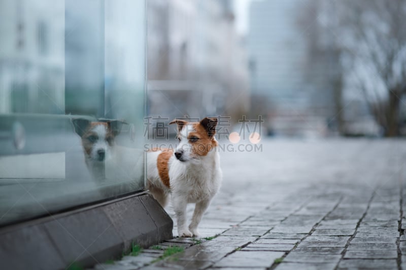 雨,狗,欧洲,城市,杰克拉瑟短腿犬,美,褐色,水平画幅,智慧,梗犬