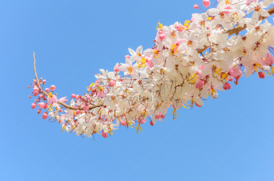 肉桂,蓝色,天空,束状带,自然,水平画幅,夏天,窦,特写