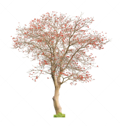 珊瑚树,自然美,红色,秃树,垂直画幅,无人,花蕾,植物,枝,植物学