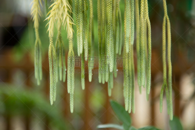 自然美,石松科,自然,水平画幅,无人,苔藓,夏天,特写,泰国,地衣