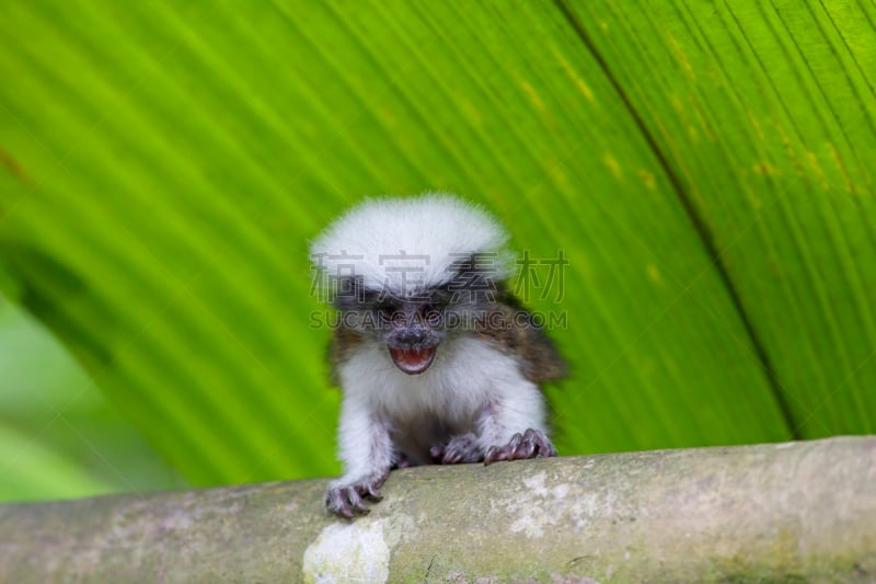 cotton-top tamarin,绢毛猴,自然,野生动物,水平画幅,小的,热带雨林,棕榈树,鬃毛,哺乳纲