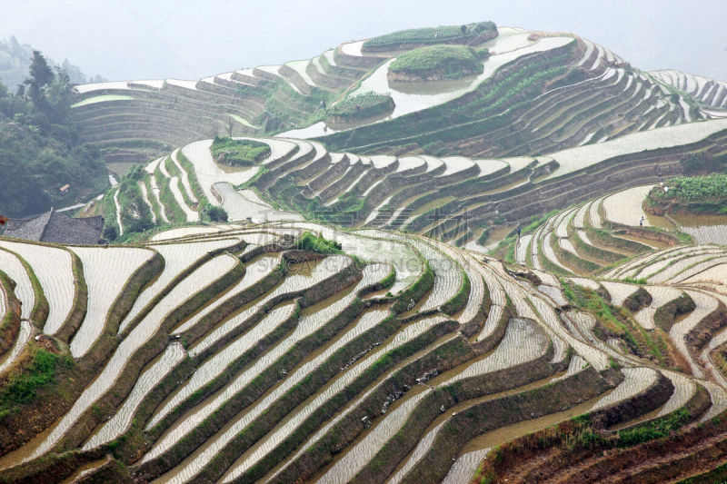龙脊梯田,广西壮族自治区,梯田,稻,中国,瑶族,龙胜,阳朔,桂林,亚洲