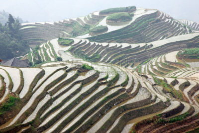 龙脊梯田,广西壮族自治区,梯田,稻,中国,瑶族,龙胜,阳朔,桂林,亚洲
