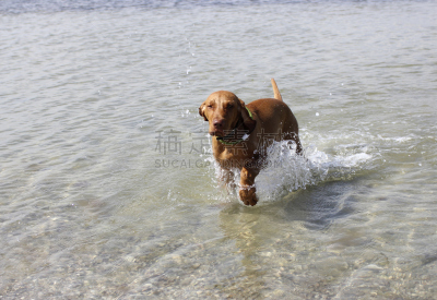 维希拉猎犬,比格犬,猎犬,水,美,机敏,褐色,水平画幅,夏天