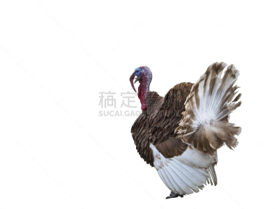 火鸡,白色,图像聚焦技术,选择对焦,留白,褐色,旅游目的地,水平画幅,无人,家禽