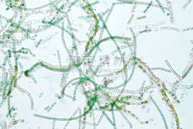 藻类,植物细胞,透明,项链,公亩,一个物体,长的,显微镜,水