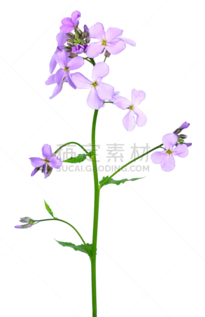 紫罗兰,芥菜,自然,垂直画幅,可爱的,十字花科,无人,夏天,背景分离,野生植物