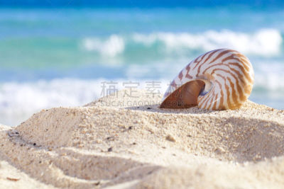 沙子,海滩,鹦鹉螺,海洋,波浪,水,留白,水平画幅,夏天,户外
