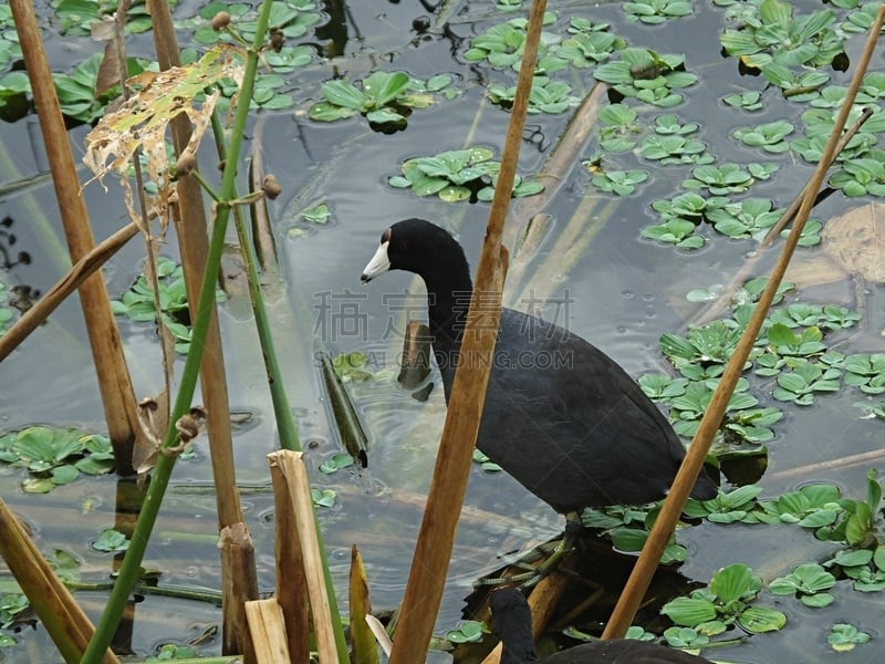 黑鸭,自然,野生动物,图像,野外动物,美国,水浮莲,水禽,鸟类,水平画幅