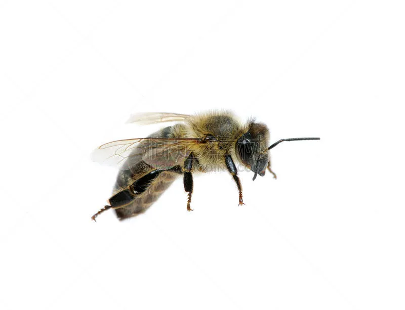 蜜蜂 水平画幅 动物身体部位 翅膀 背景分离 白色 蜂蜜 两翼昆虫 黄色 大特写图片素材下载 稿定素材