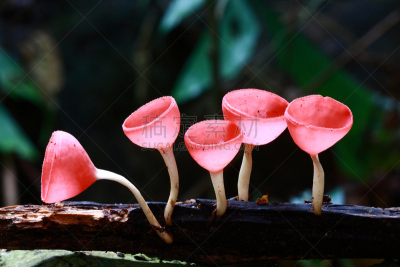 真菌,粉色,盘菌科,选择对焦,水,气候,水平画幅,无人,湿,户外