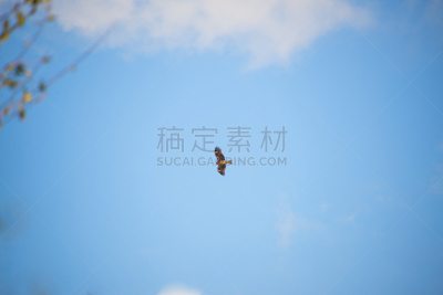 鸟类,赤鸢,天空,野生动物,食肉鸟,水平画幅,蓝色,动物身体部位,野外动物,张开翅膀