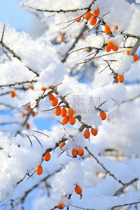 雪,浆果,在下面,垂直画幅,无人,荆棘,户外,特写,白色,植物