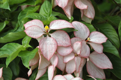 诗丽吉王后,皇后伞树,植物,水平画幅,无人,花头,花朵,摄影,花