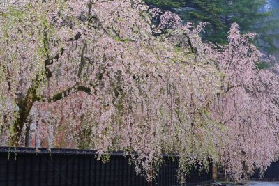 春天,秋田县,樱花,自然,传统,鲜花盛开,仙北市,城镇景观,风景,田泽湖