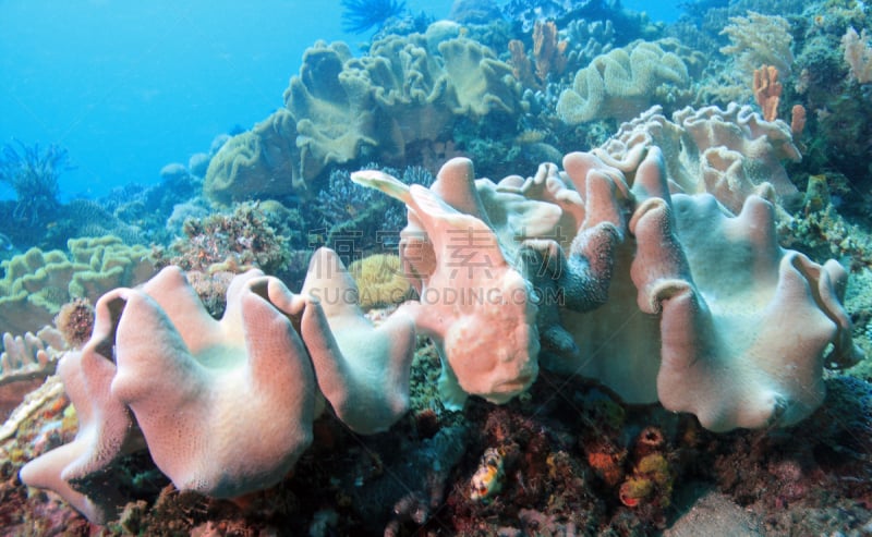 commerson's frogfish,自然,水平画幅,无人,水下,南太平洋,野外动物,海洋生命,海洋,绿松石色