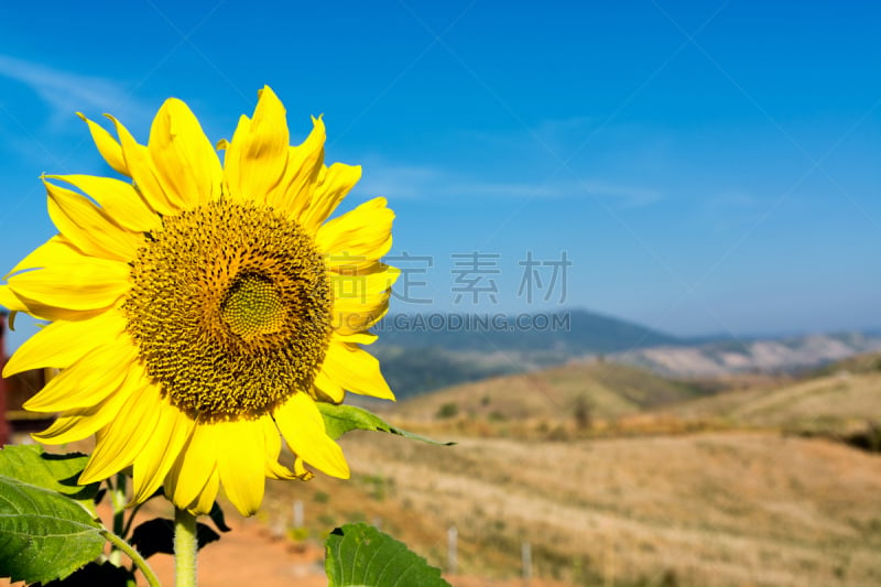 天空,蓝色,山,向日葵,背景,自然,佛蒙特,美国西部,水平画幅,无人