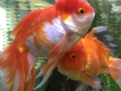 金鱼,水族馆,两只动物,兰寿金鱼,彗星,动物鳍,水,黄金,美国,水平画幅