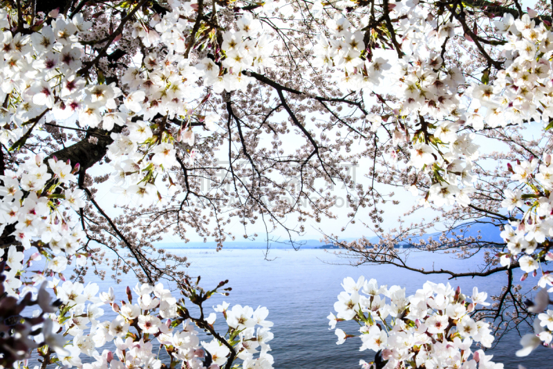 京都府,日本,季节,樱之花,仁和寺,天空,旅游目的地,水平画幅,樱花,蓝色