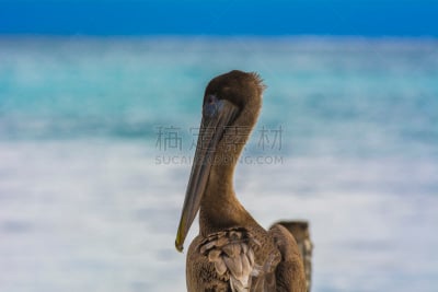 棕色鹈鹕,布鲁斯音乐,ambergris caye,圣皮德诺,圣佩德罗,伯利兹,鹈鹕,自然,宁静,野生动物