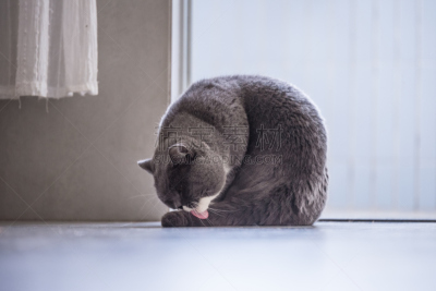 灰色,野生猫科动物,侧面,袋熊,豚鼠,间隔休息,啮齿目,纯种猫,头发,艺术