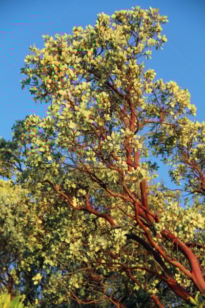 石兰科常绿灌木,自然,垂直画幅,红色,植物,无人,2015年,加利福尼亚,摄影,树