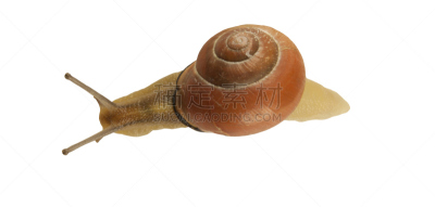 有带子的蜗牛,蜗牛,森林,褐色,水平画幅,贝壳,软体动物,缓慢的,动物学,户外