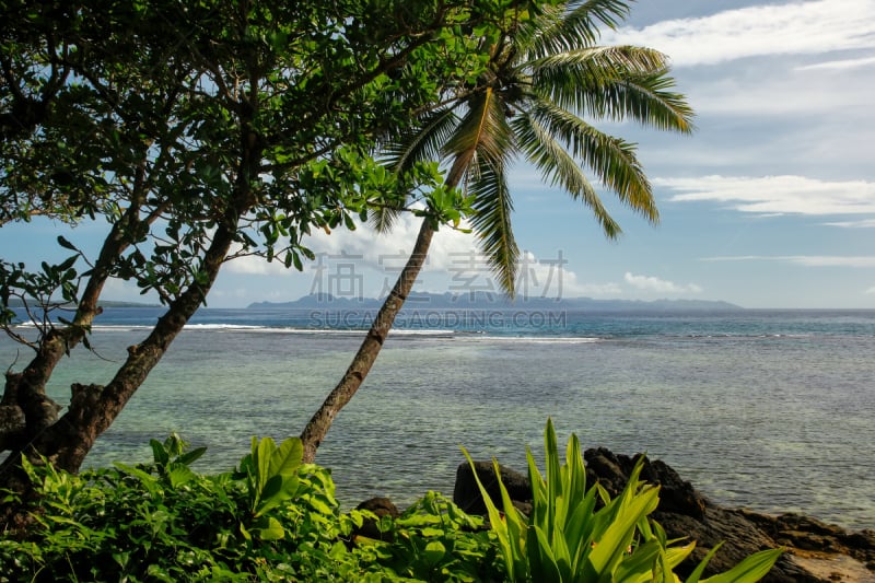 海岸线,taveuni,斐济,乡村,自然界的状态,热带气候,椰子,索摩索摩海峡,热带树,户外