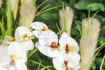白色,自然,兰花,枝,绿色背景,人造的,华丽的,清新,自然界的状态,浪漫