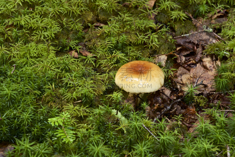 苔藓,蘑菇,森林,美,褐色,水平画幅,无人,夏天,户外,特写