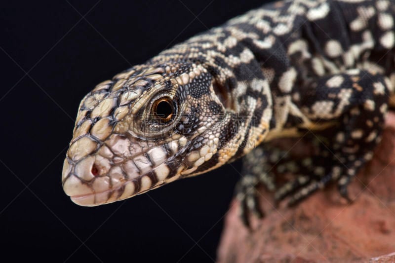 阿根廷,argentine tegu,阿根廷树栖蜥,tegu,南美,野生动物,美国,水平画幅,蜥蜴,巨大的