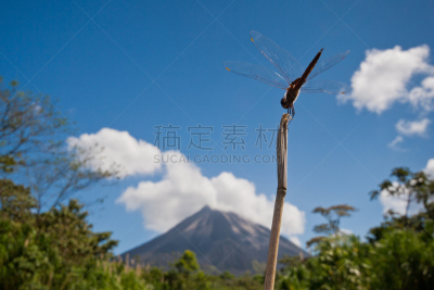 蜻蜓,天空,迅速,野生动物,水平画幅,蓝色,嫩枝,动物身体部位,阿雷纳火山,户外