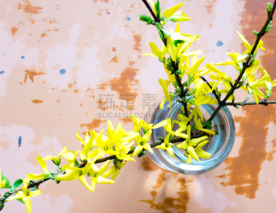 连翘属植物,木樨科,复合地板,水平画幅,生物,无人,木兰纲,白俄罗斯,橄榄,室内