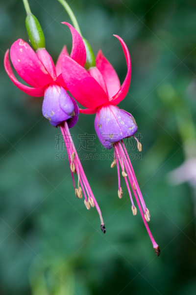 晚樱科,垂直画幅,美,毛地黄,无人,夏天,柳叶菜科,户外,篮子,转基因