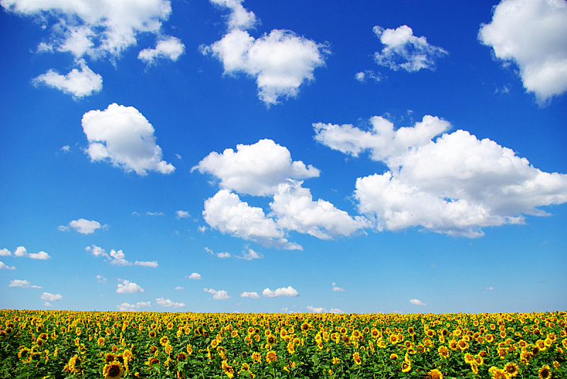 天空,田地,蓝色,向日葵,水平画幅,无人,夏天,户外,植物,阳光光束