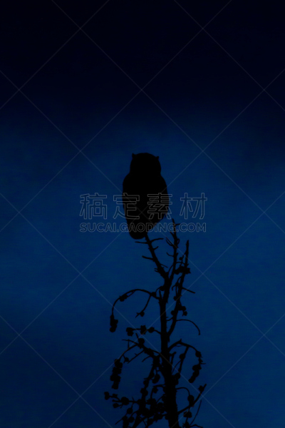 大角枭,曙暮光,泰頓村,杰克森,杰克逊,杰克逊霍尔,提顿山脉,怀俄明,垂直画幅,野外动物
