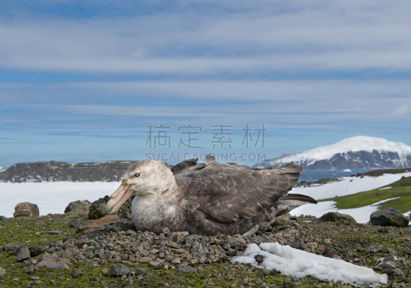 动物的巢,大海燕,自然,野生动物,半岛,水平画幅,鸟类,户外,草,图像