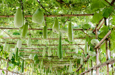 建筑结构,瓜,南瓜属,冬天,水,琼不里省,水平画幅,葫芦,无人,南瓜