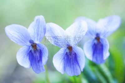 紫罗兰,芳香的,大本德,自然,水平画幅,雄蕊,无人,蓝色,特写,植物