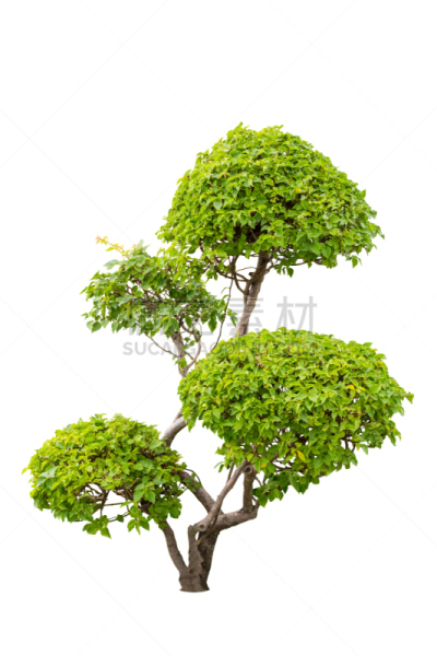 灌木,三角梅,分离着色,在上面,植物群,洋葱花,鲻鱼,垂直画幅,枝繁叶茂,锅