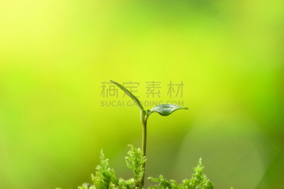 双叶区,自然,花蕾,植物,水平画幅,绿色,新生活,无人,叶子,摄影