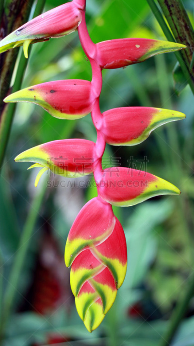 lobster claw 海里康属植物,自然,垂直画幅,美,绿色,无人,海里康属,茂物,特写,明亮