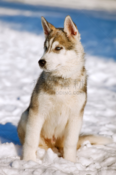 小狗,阿拉斯加雪橇犬,西伯利亚哈士奇犬,垂直画幅,雪,户外,爱斯基摩犬,白色,冬天,雪橇犬