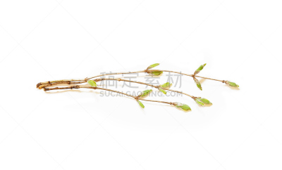 Young honeysuckle shoots at the beginning of their growth. Lonícera woodbine,  small leaves on a white background. Caprifoliaceae.