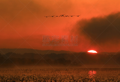 沼泽,长春花属,水,水平画幅,无人,鸟类,早晨,水库,户外,水禽